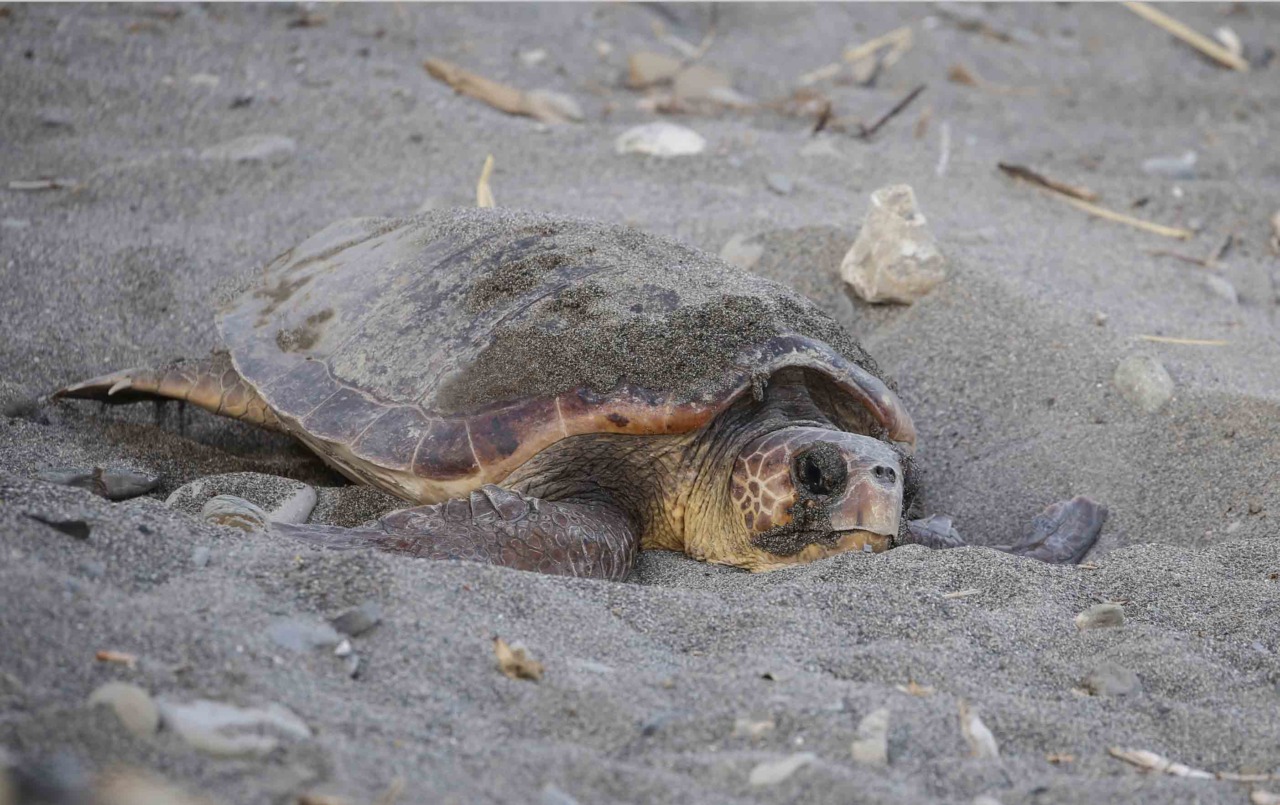Tartarughe marine,  oltre 100 volontari pronti a sorvegliare le spiagge del Ponente ligure