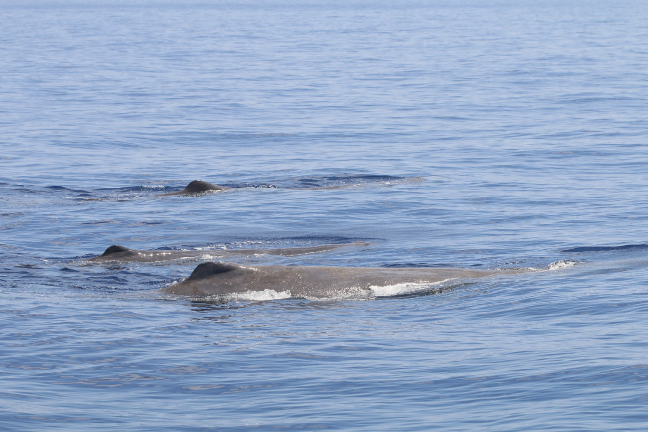 Raro avvistamento nel Santuario Pelagos