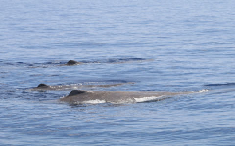 Raro avvistamento nel Santuario Pelagos