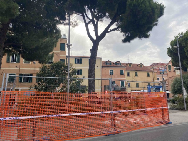 Imperia , pino pericoloso verrà rimosso