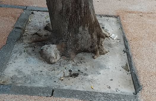 L’albero “cementificato” a Vallecrosia scatena le proteste. Poi interviene il vice Sindaco e la ditta risolve
