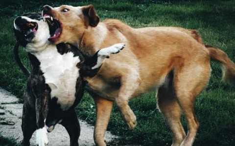 Cane muore sbranato da esemplare più grande. Comune invia segnalazione al servizio veterinario
