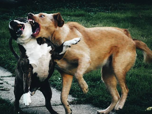 Cane muore sbranato da esemplare più grande. Comune invia segnalazione al servizio veterinario