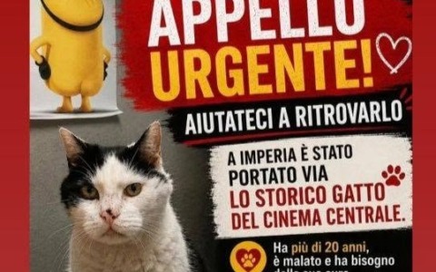 Il drammatico annuncio: “Grazie a tutti per aver cercato Gatto, non serve più. Riposa in pace”