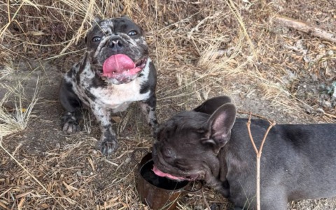 Chi ha perso 2 bulldog? L’appello social di Paolo Sturaro