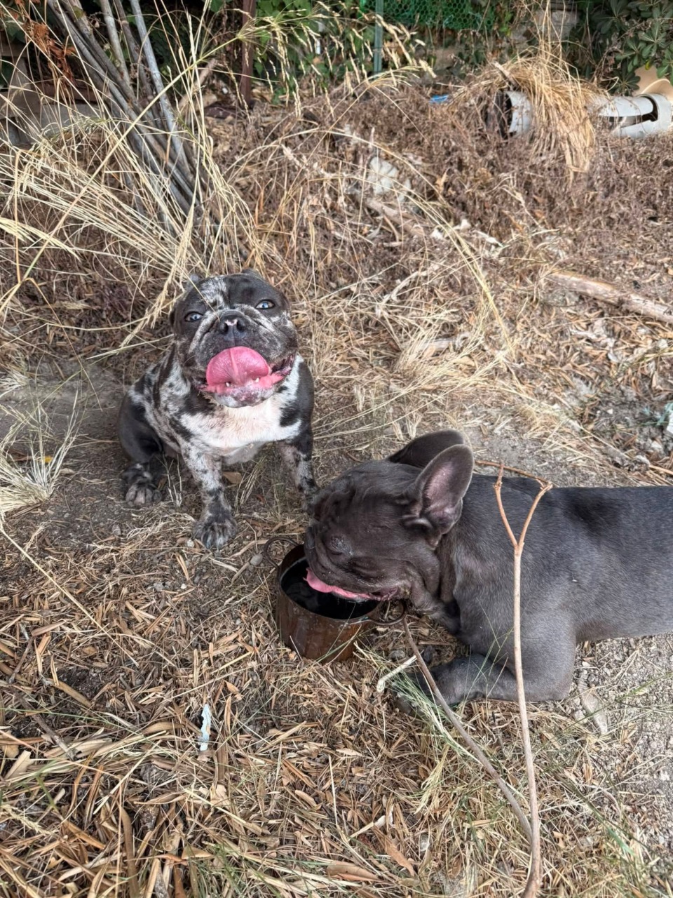 Chi ha perso 2 bulldog? L’appello social di Paolo Sturaro