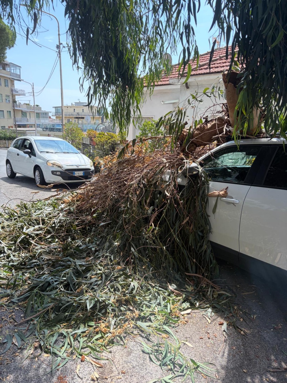 Ramo caduto in strada Solaro