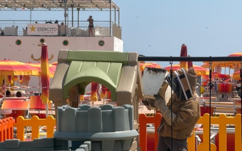 Api “invadono” i giochi per bambini alla spiaggia del Soggiorno Militare