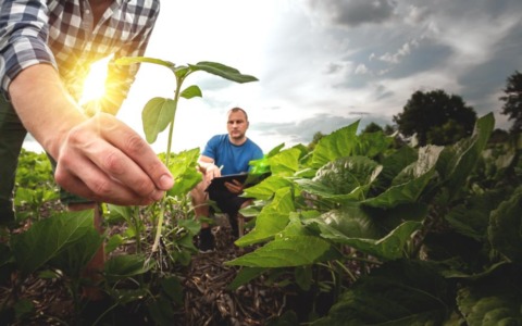 Bordighera punta sull’agricoltura: terreni comunali ai giovani e promozione delle eccellenze in Francia