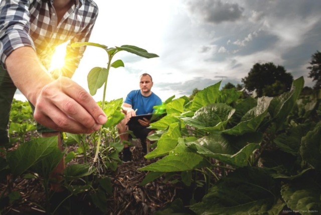 Bordighera punta sull’agricoltura: terreni comunali ai giovani e promozione delle eccellenze in Francia