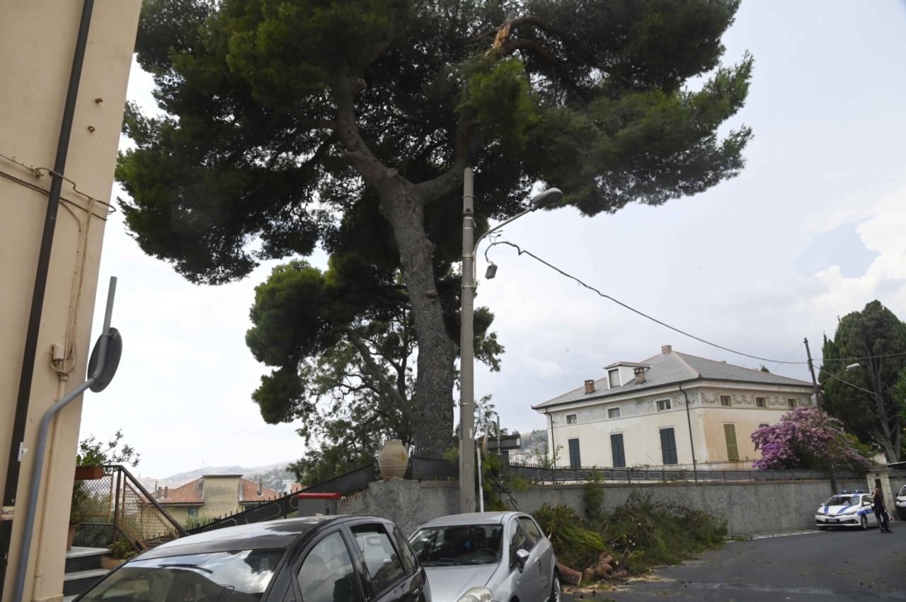 Ramo di un pino cade in via Berio