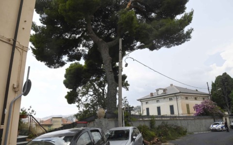 Ramo di un pino cade in via Berio