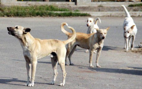 A Ventimiglia prosegue il servizio per la tutela dei cani randagi. Approvata spesa per 166mila euro per i prossimi due anni