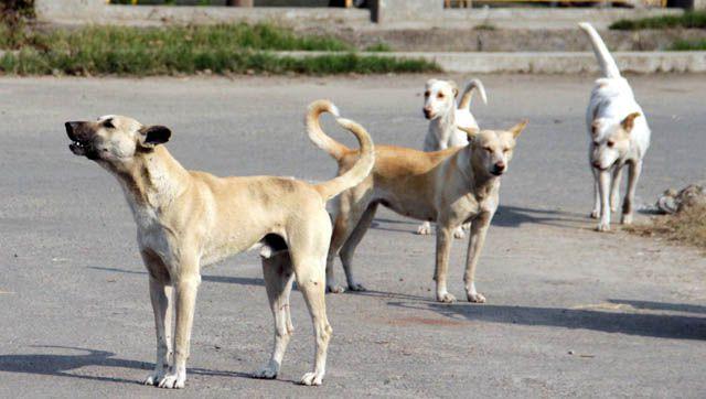 A Ventimiglia prosegue il servizio per la tutela dei cani randagi. Approvata spesa per 166mila euro per i prossimi due anni