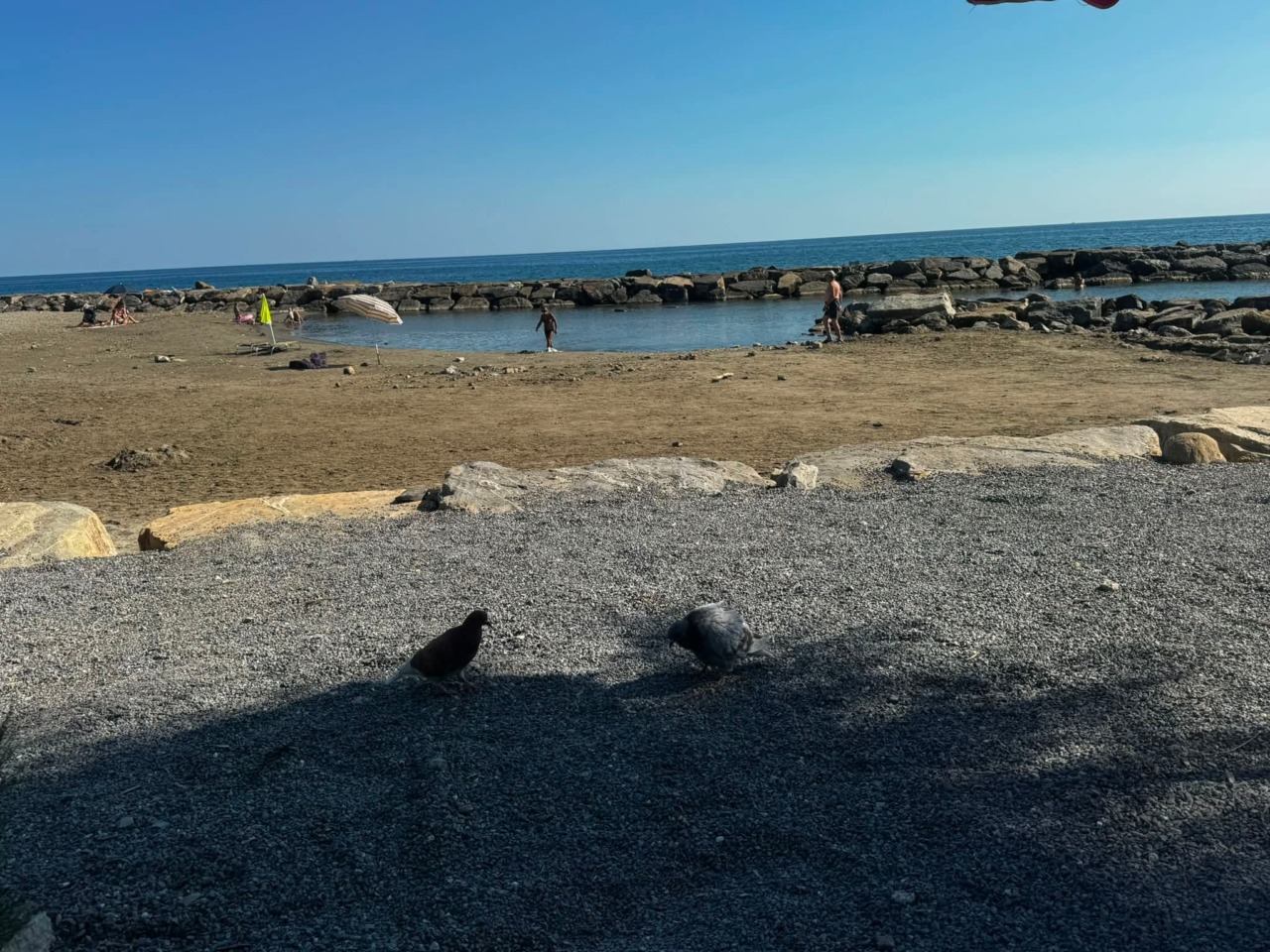 «Ho visto un gruppo di bambini lapidare un piccione in spiaggia. Orribile»