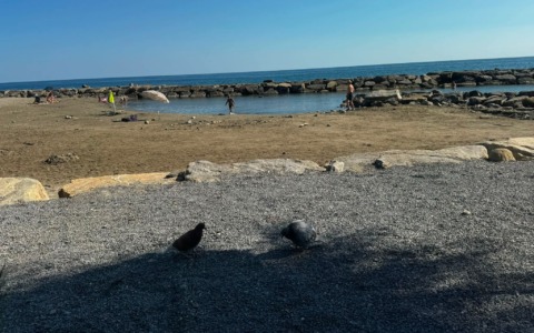«Ho visto un gruppo di bambini lapidare un piccione in spiaggia. Orribile»