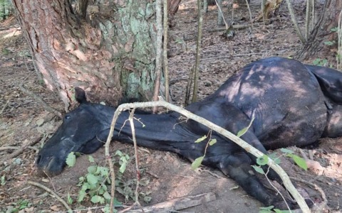 Cavallo muore intrappolato in una rete. L’appello per trovare il proprietario