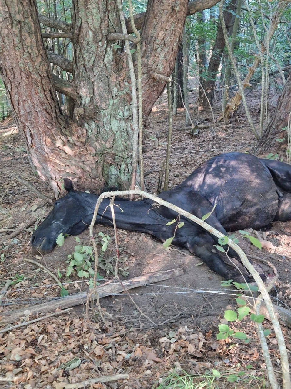 Cavallo muore intrappolato in una rete. L’appello per trovare il proprietario