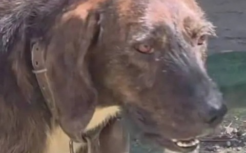 Cane detenuto con un ceppo al collo. Pronto esposto in Procura