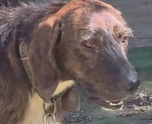 Cane detenuto con un ceppo al collo. Pronto esposto in Procura