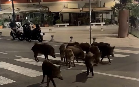 Dodici cinghiali a spasso per Calata Cuneo. Il video amatoriale