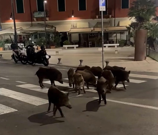 Dodici cinghiali a spasso per Calata Cuneo. Il video amatoriale