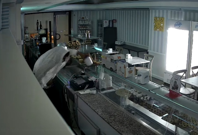 Entra nel bar di notte e svuota la cassa: il video che ha ripreso il furto