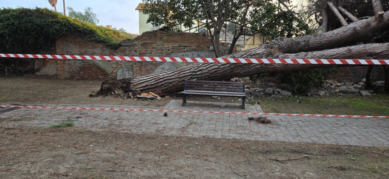 Un enorme pino si abbatte nel parco giochi dei bambini a San Rocco di Vallecrosia al mare