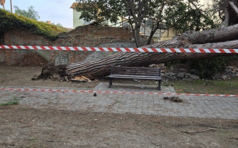 Un enorme pino si abbatte nel parco giochi dei bambini a San Rocco di Vallecrosia al mare