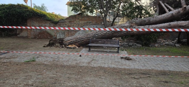 Un enorme pino si abbatte nel parco giochi dei bambini a San Rocco di Vallecrosia al mare