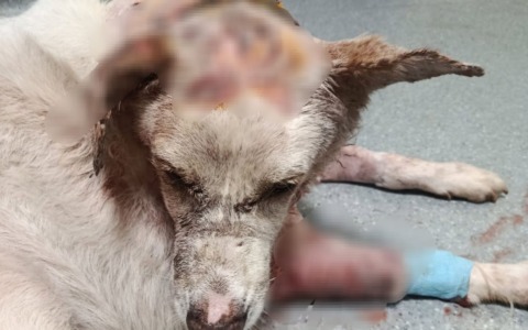 Golden Retriver azzannato: “Situazione delicata, Otto non mangia e spero che le ferite non vadano in necrosi”