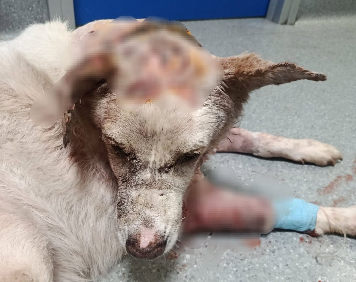 Golden Retriver azzannato: “Situazione delicata, Otto non mangia e spero che le ferite non vadano in necrosi”