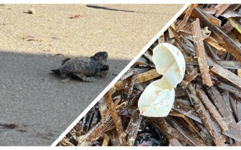 La mareggiata fa scoprire uova e piccole tartarughe sulla spiaggia a Sanremo