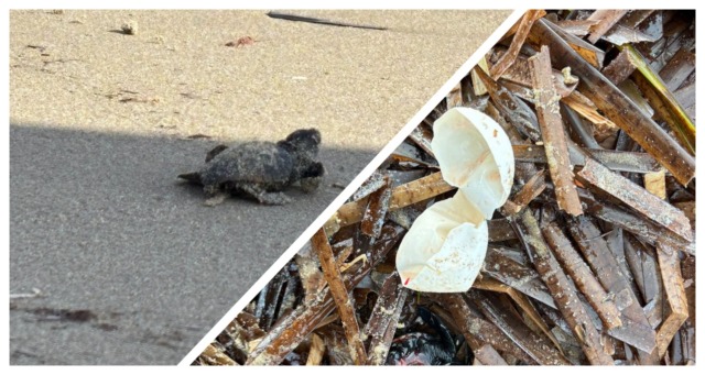La mareggiata fa scoprire uova e piccole tartarughe sulla spiaggia a Sanremo